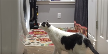 TRENDING NOW: Cat is terrified of the washing machine | iNFOnews.ca