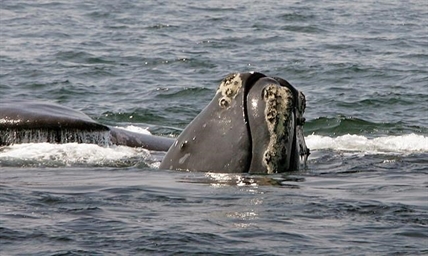 Feds: Right whales should remain on endangered list | iNFOnews.ca