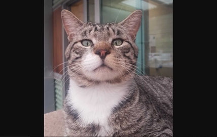 Looking for a forever home; South Okanagan/Similkameen SPCA pet of the week | iNFOnews.ca