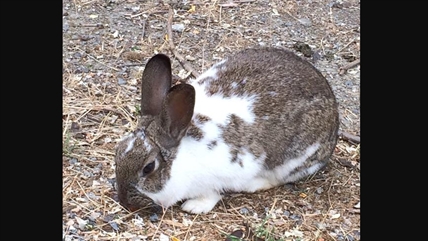 Looking for a forever home; Vernon SPCA pet of the week | iNFOnews.ca