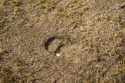 BULL WATCH: Kamloops residents spot signs of the bull on the loose | iNFOnews.ca