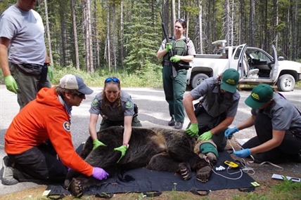 'Car was undrivable:' Grizzly comes out on top after hit by car on Trans-Canada | iNFOnews.ca