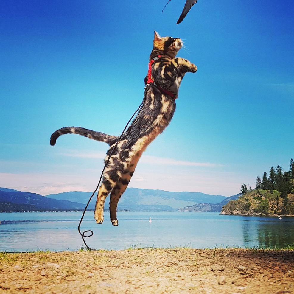 Paddle boarding just one of the crazy things this Vernon man does with his cat | iNFOnews.ca