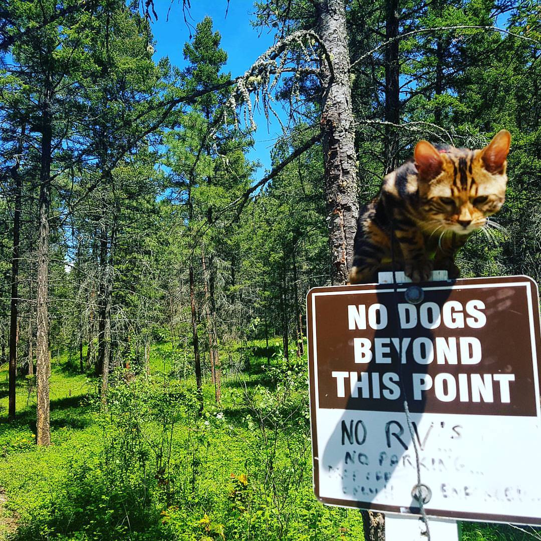 Paddle boarding just one of the crazy things this Vernon man does with his cat | iNFOnews.ca