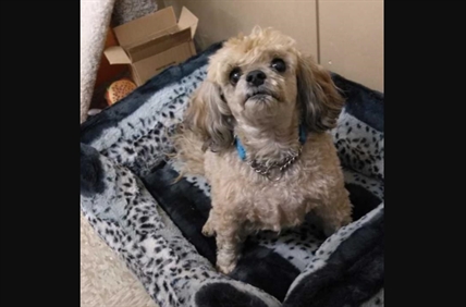 Looking for a forever home; Vernon SPCA pet of the week | iNFOnews.ca