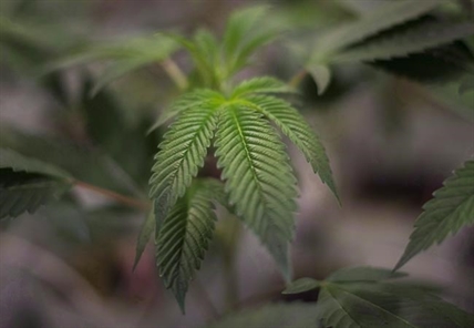 Marijuana consumers, advocates critical of Ontario's plan to sell legal pot | iNFOnews.ca Marijuana consumers, advocates critical of Ontario's plan to sell legal pot | iNFOnews.ca