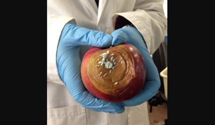 UBC Okanagan research looks at ways to control rot in stored apples | iNFOnews.ca