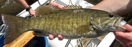 If reports are accurate, this invasive fish species suspected in the Kettle River 'will take over' | iNFOnews.ca