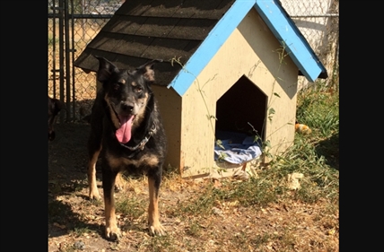 Looking for a forever home; Vernon SPCA pet of the week | iNFOnews.ca
