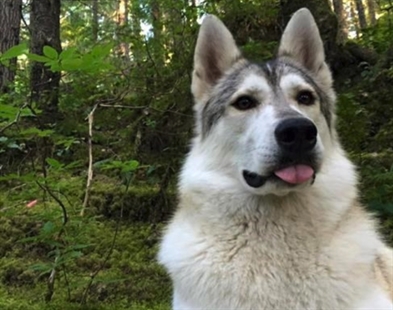 Therapy dog mistaken for wolf, shot and killed near Whistler, B.C. | iNFOnews.ca