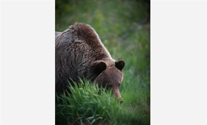 'It's absolutely scandalous:' Alberta man fined $13,000 for killing grizzly bear | iNFOnews.ca 'It's absolutely scandalous:' Alberta man fined $13,000 for killing grizzly bear | iNFOnews.ca