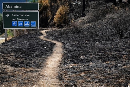 Waterton forest will renew after wildfire, but it will take decades: Experts | iNFOnews.ca