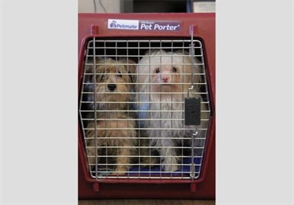 Neglected puppies, dogs seized in Chilliwack | iNFOnews.ca