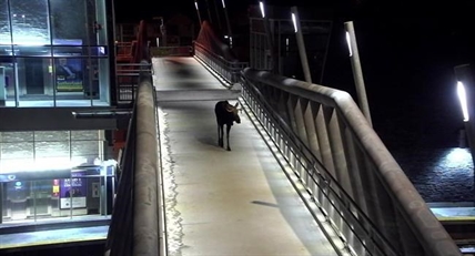 Moose takes midnight ramble across Calgary Transit station pedestrian overpass | iNFOnews.ca