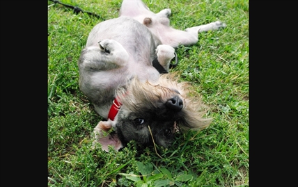 Looking for a forever home; Kamloops SPCA pet of the week | iNFOnews.ca