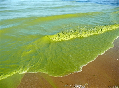 Ohio mayor asks Trump for help combating Lake Erie algae | iNFOnews.ca Ohio mayor asks Trump for help combating Lake Erie algae | iNFOnews.ca