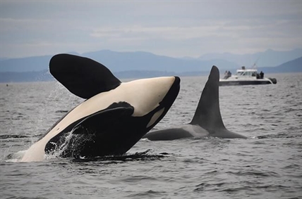 Experts gather in Vancouver to brainstorm on southern resident whale recovery | iNFOnews.ca Experts gather in Vancouver to brainstorm on southern resident whale recovery | iNFOnews.ca