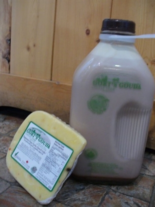 No cheese please: Check your fridge for Gort's Gouda | iNFOnews.ca