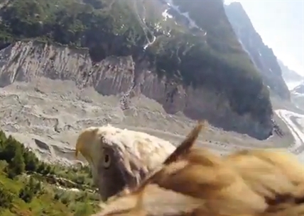 Fly like an eagle | iNFOnews.ca