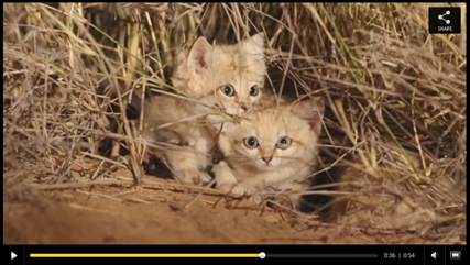 TRENDING NOW: Wild sand cat kittens just too cute | iNFOnews.ca