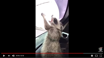 TRENDING NOW: Cute racoon trying to grab raindrops | iNFOnews.ca