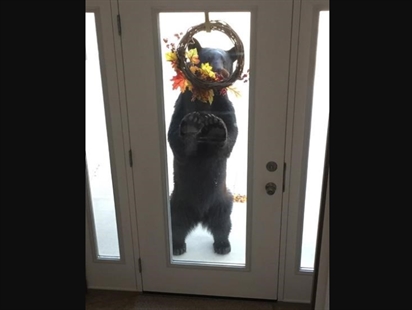 Berry disappointed: Bear tries to eat fake fruit on Manitoba woman's door wreath | iNFOnews.ca