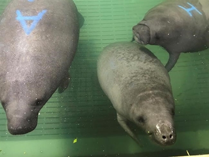 SeaWorld sends manatees to Ohio zoos for rehab stints | iNFOnews.ca