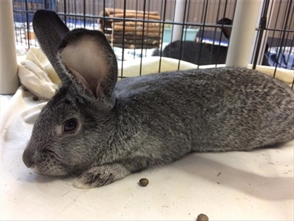 Looking for a forever home; Kelowna SPCA pet of the week | iNFOnews.ca