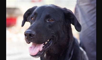 Looking for a forever home; South Okanagan/Similkameen SPCA pet of the week | iNFOnews.ca