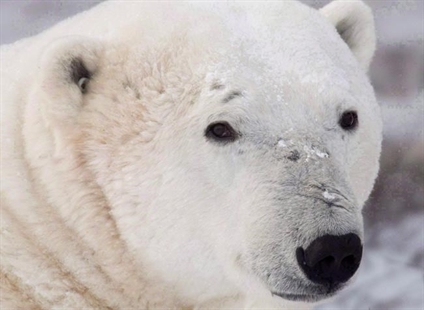 New chemical cocktails found in Hudson Bay polar bears | iNFOnews.ca New chemical cocktails found in Hudson Bay polar bears | iNFOnews.ca