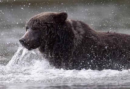 B.C. auditor takes aim at inadequate management of grizzly populations | iNFOnews.ca
