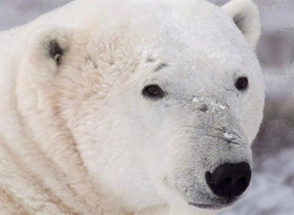 Investigation busts illegal polar bear exports | iNFOnews.ca