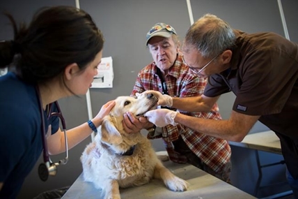 'It's that unconditional love,' food bank, clinics cater to pets in need | iNFOnews.ca
