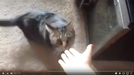 TRENDING NOW: Usually mild-mannered cat loses his mind | iNFOnews.ca