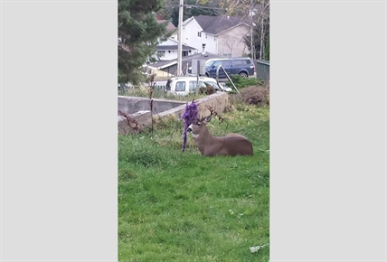 Deer with hammock festooned in antlers wins raves in northwestern B.C. | iNFOnews.ca