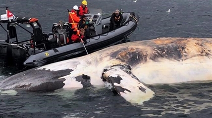 Ottawa to order ships to give right whales a 100-metre buffer zone in Gulf | iNFOnews.ca