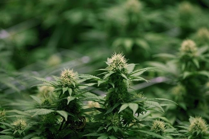 Ottawa's plan for excise tax on medical marijuana draws ire of patients, producers | iNFOnews.ca Ottawa's plan for excise tax on medical marijuana draws ire of patients, producers | iNFOnews.ca