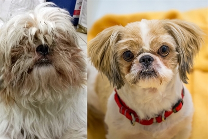 Homes found for last of nine little dogs rescued last month | iNFOnews.ca Homes found for last of nine little dogs rescued last month | iNFOnews.ca