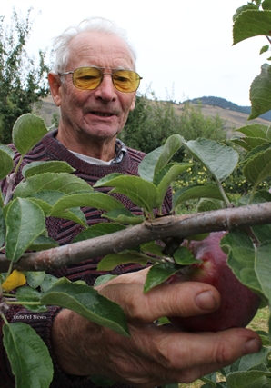 Oliver orchardist hopes new apple to hit big | iNFOnews.ca