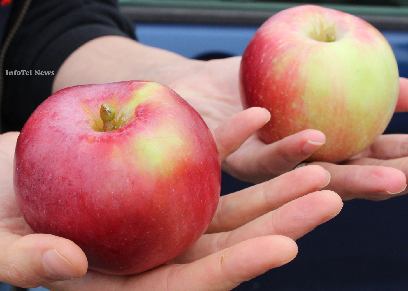 Oliver orchardist hopes new apple to hit big | iNFOnews.ca