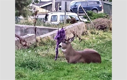 Conservation service to free B.C. deer with purple hammock twined in its antlers | iNFOnews.ca Conservation service to free B.C. deer with purple hammock twined in its antlers | iNFOnews.ca