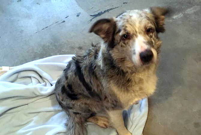 'Running for her life:' Stray dog rescued from pack of coyotes in Kelowna | iNFOnews.ca