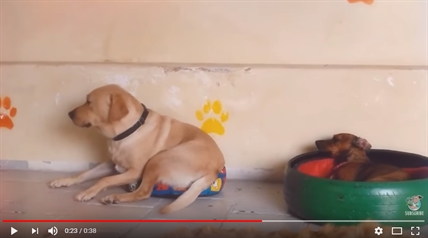 TRENDING NOW: Big dog, small bed | iNFOnews.ca