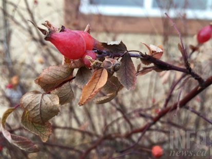 Unseasonably mild weather continues this week in Kamloops | iNFOnews.ca