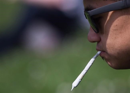 Legalization of recreational weed unlikely to kill pot black market right away | iNFOnews.ca