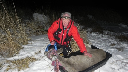 Stranded deer rescued from frozen lake near Kamloops | iNFOnews.ca