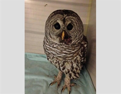 More barred owls sightings in Vancouver bad news for rats and mice | iNFOnews.ca