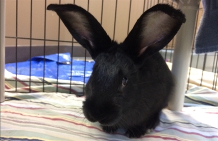 Looking for a forever home; Vernon SPCA pet of the week | iNFOnews.ca