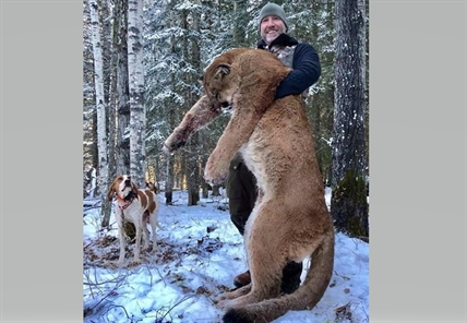 TV host's cougar hunt was legal 'as far as we know:' Alberta Environment | iNFOnews.ca