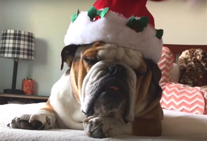 TRENDING NOW: Bulldog wearing a Christmas hat | iNFOnews.ca